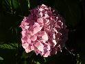 Hydrangea pink 